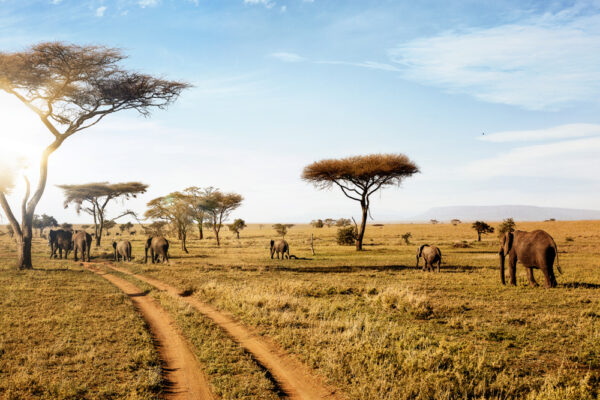 Tanzania Safari Cost Tanzania Safari Cost