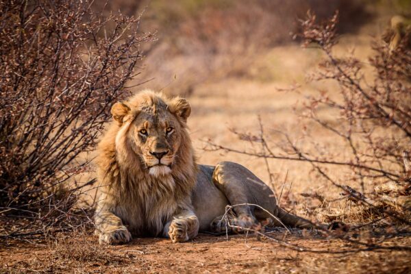 Uganda Lion Research Uganda Lion Research