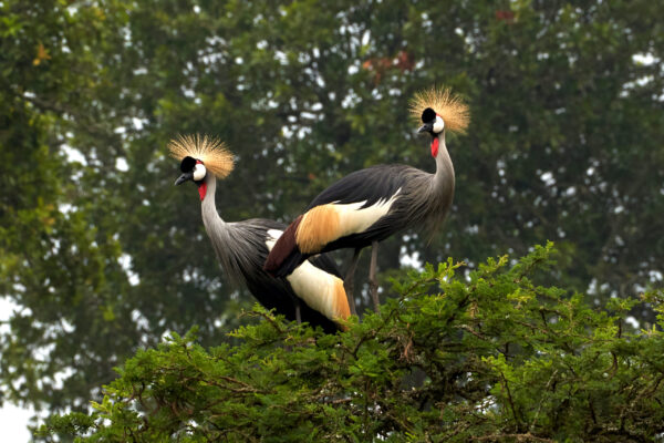 Uganda Safari Cost