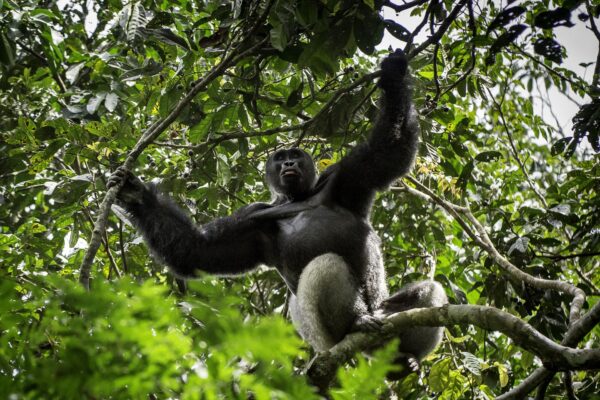 Ultimate Congo Wildlife & Rainforest Expedition Ultimate Congo Wildlife & Rainforest Expedition