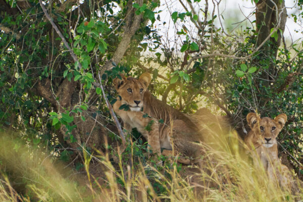 3 Days Murchison Falls Safari