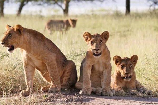8-Day Luxury Mozambique