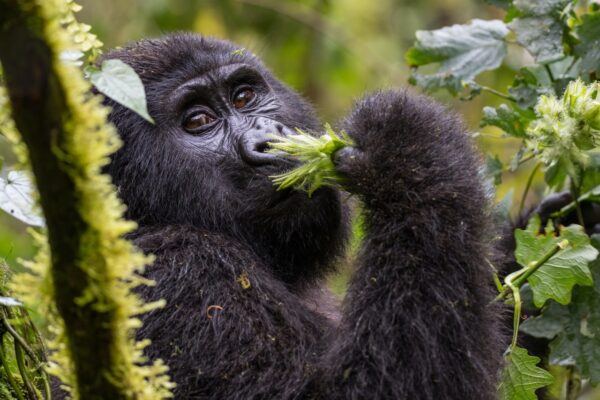 Gorilla Trekking From Zanzibar To Uganda Gorilla Trekking From Zanzibar To Uganda