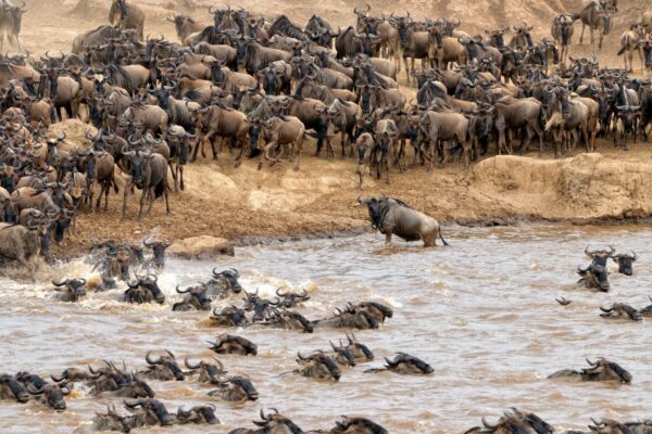 Masai Mara Serengeti Zanzibar