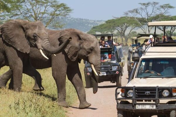 Masai Mara Serengeti Zanzibar