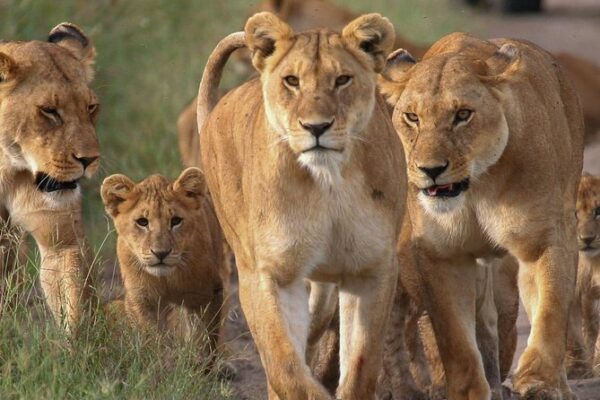 Masai Mara Serengeti Zanzibar