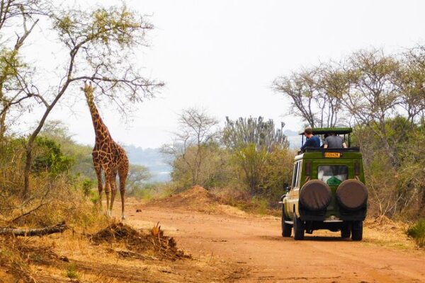 Rwanda Christmas Safari