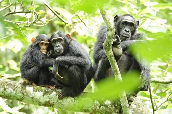 Rwanda Christmas Safari