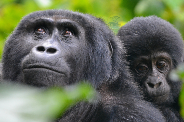 Rwanda Christmas Safari