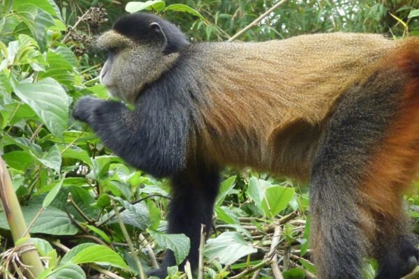 Rwanda Christmas Safari