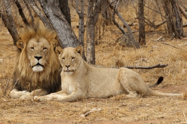 9-Day Luxury South Africa Safari