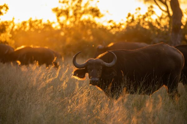9-Day Luxury South Africa Safari