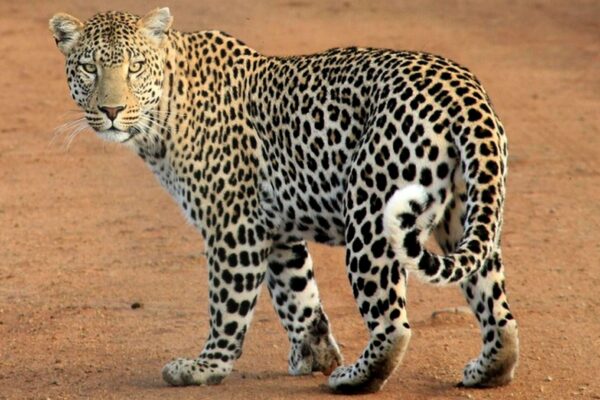 9-Day Luxury South Africa Safari