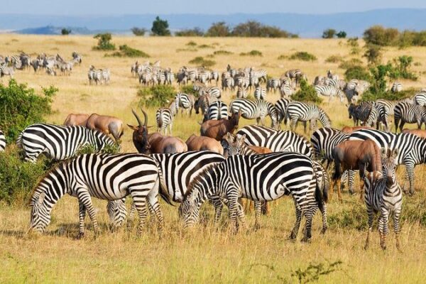 Gorilla Trekking and Kenya Safari