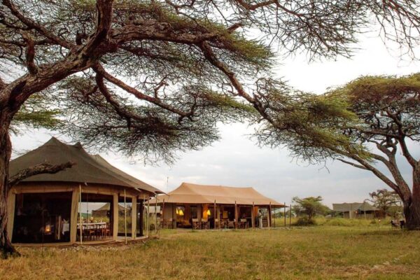 Gorilla Trekking with a Tanzania Safari