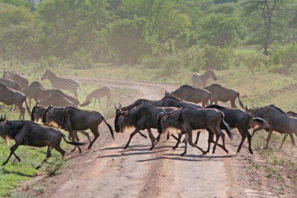 Gorilla Trekking with a Tanzania Safari