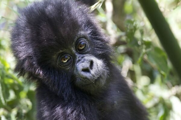 Gorillas and Tanzania Gorillas and Tanzania