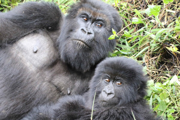 Gorillas and Tanzania Gorillas and Tanzania