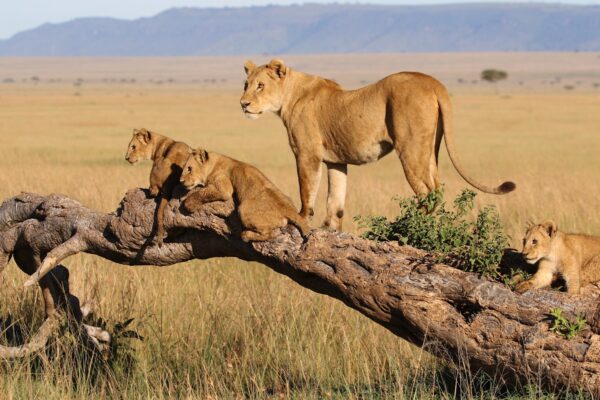 Kenya Tanzania and Rwanda Kenya Tanzania and Rwanda