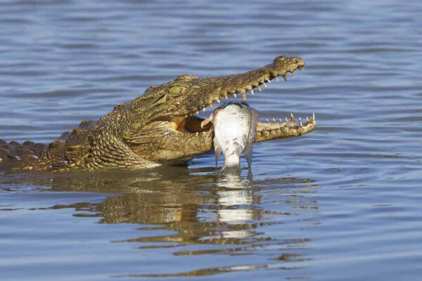 Lake Victoria Animals