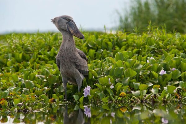 Lake Victoria Birds