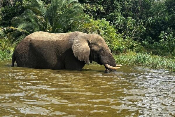 Rwanda Big 5 Safari