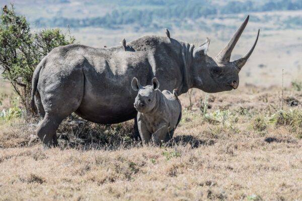 Rwanda Big 5 Safari