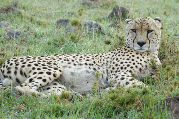 Rwanda and Tanzania Rwanda and Tanzania