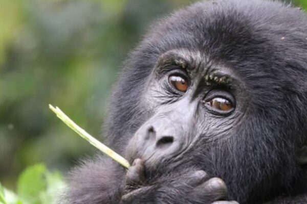 Gorilla Trekking in Mgahinga Gorilla Trekking in Mgahinga