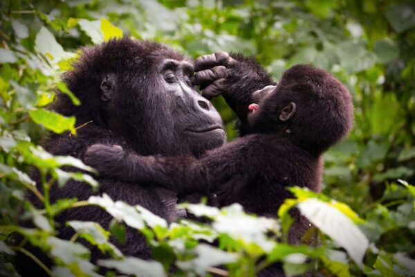 Gorilla Trekking in Mgahinga Gorilla Trekking in Mgahinga