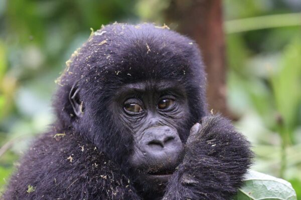 Gorilla Trekking in Mgahinga Gorilla Trekking in Mgahinga