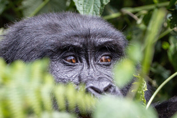 Gorilla Trekking in Mgahinga