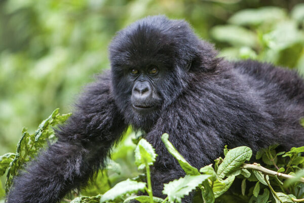 Mgahinga Gorilla Trekking