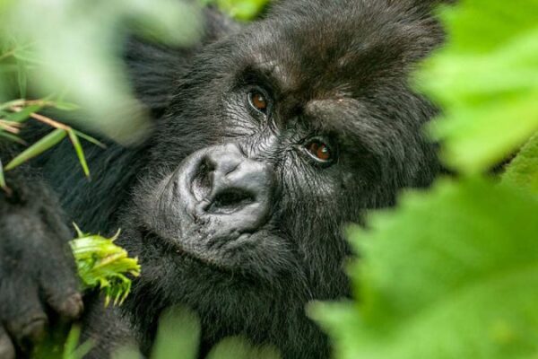 Mgahinga Gorilla Trekking