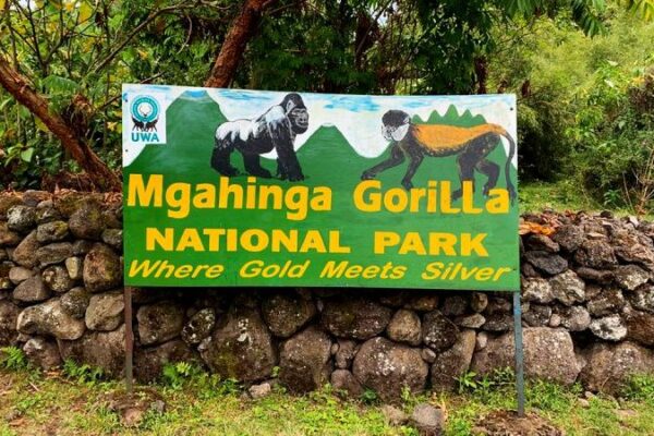 Mgahinga Gorilla Trekking