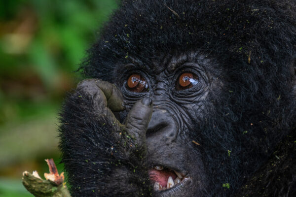 Mgahinga Gorilla Trekking