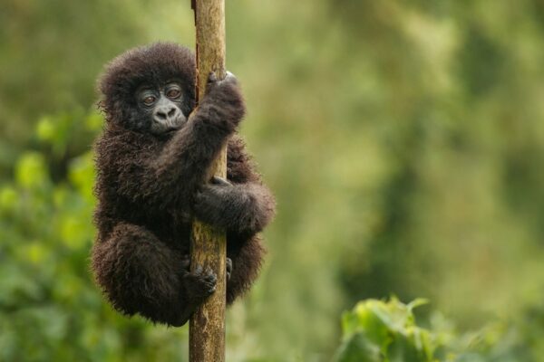 Rwanda Gorillas Rwanda Gorillas