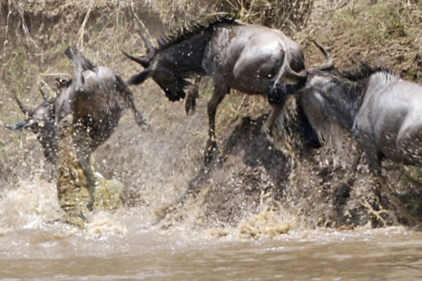 Wildebeest Migration Packages Wildebeest Migration Packages