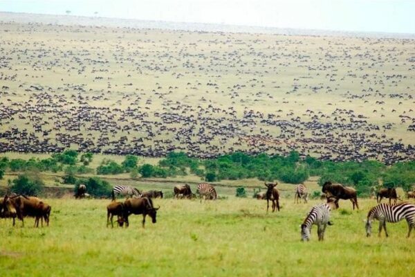 Wildebeest Migration Packages Wildebeest Migration Packages